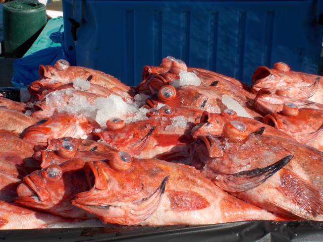 Fresh catches of the day at Tuna Harbor Dockside Market