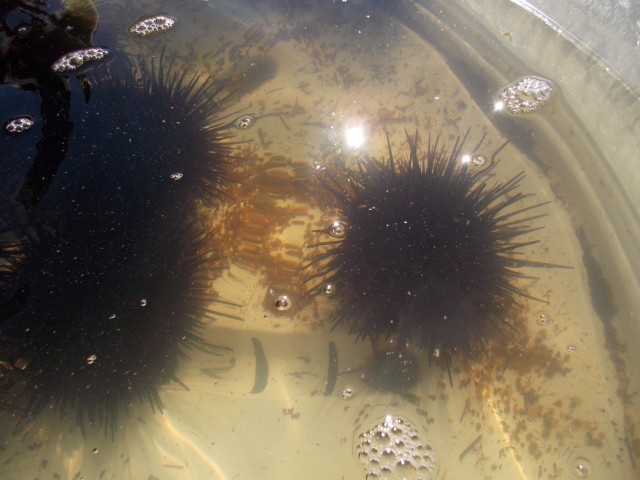 Sea urchin/uni, a local San Diego seafood delicacy!