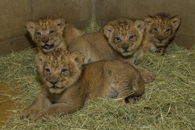 Lion cubs born June 22, 2014, courtesy Ken Bohn San Diego Zoo Safari Park