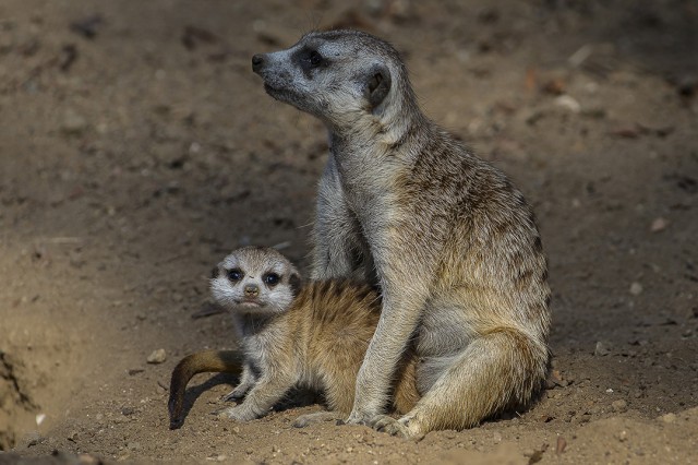 A Southwest African meerkat pup is carefully watched over by its mother. Photo courtesy Ken Bohn at the San Diego Zoo. 