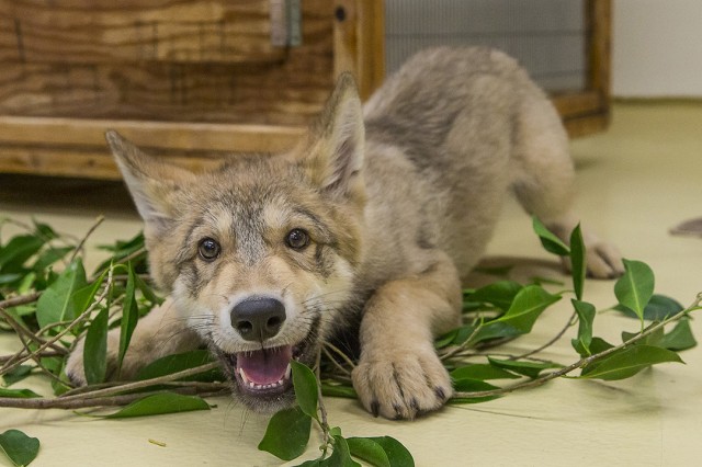 Wolf pup is eager to play courtesy Ken Bohn, San Diego Zoo.