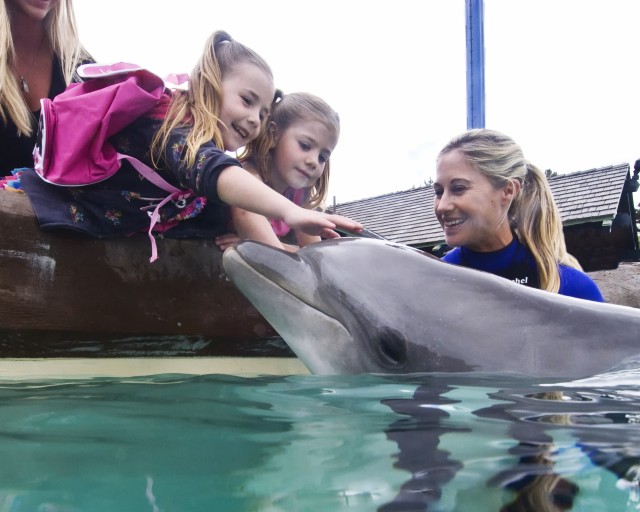 Dolphin Encounter - SeaWorld San Diego in Mission Bay