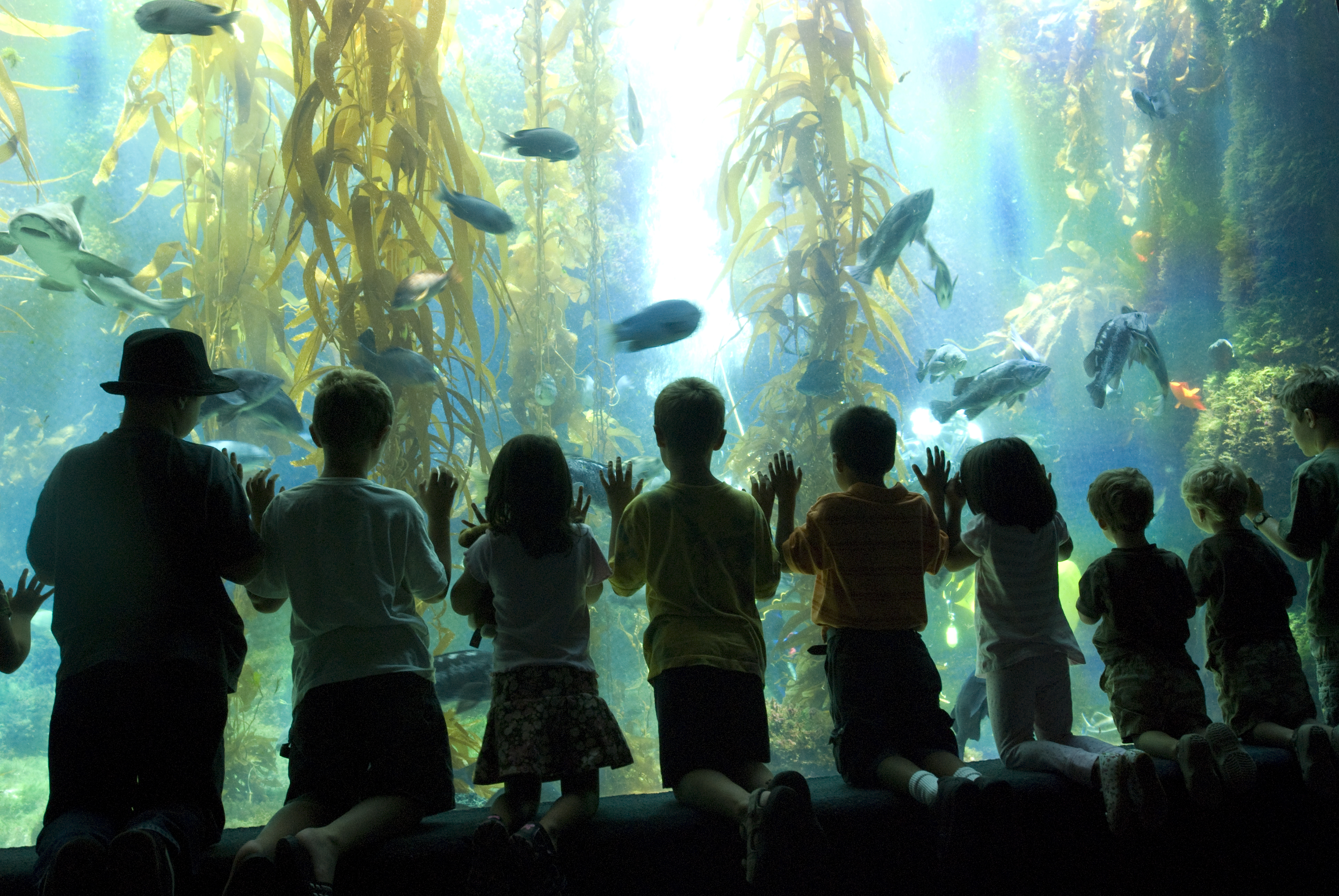 Birch_Aquarium_children_viewing_fish_-Courtesy_Bir