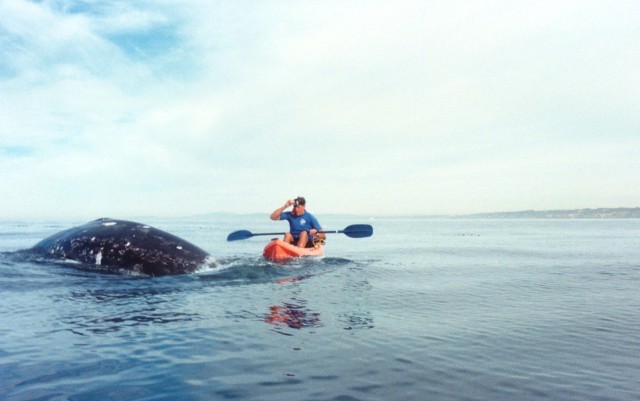 Grey Whale Breach - Hike, Bike Kayak La Jolla