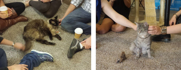 Cats and coffee are the purrrfect combo (photos via @thecatcafesandiego)