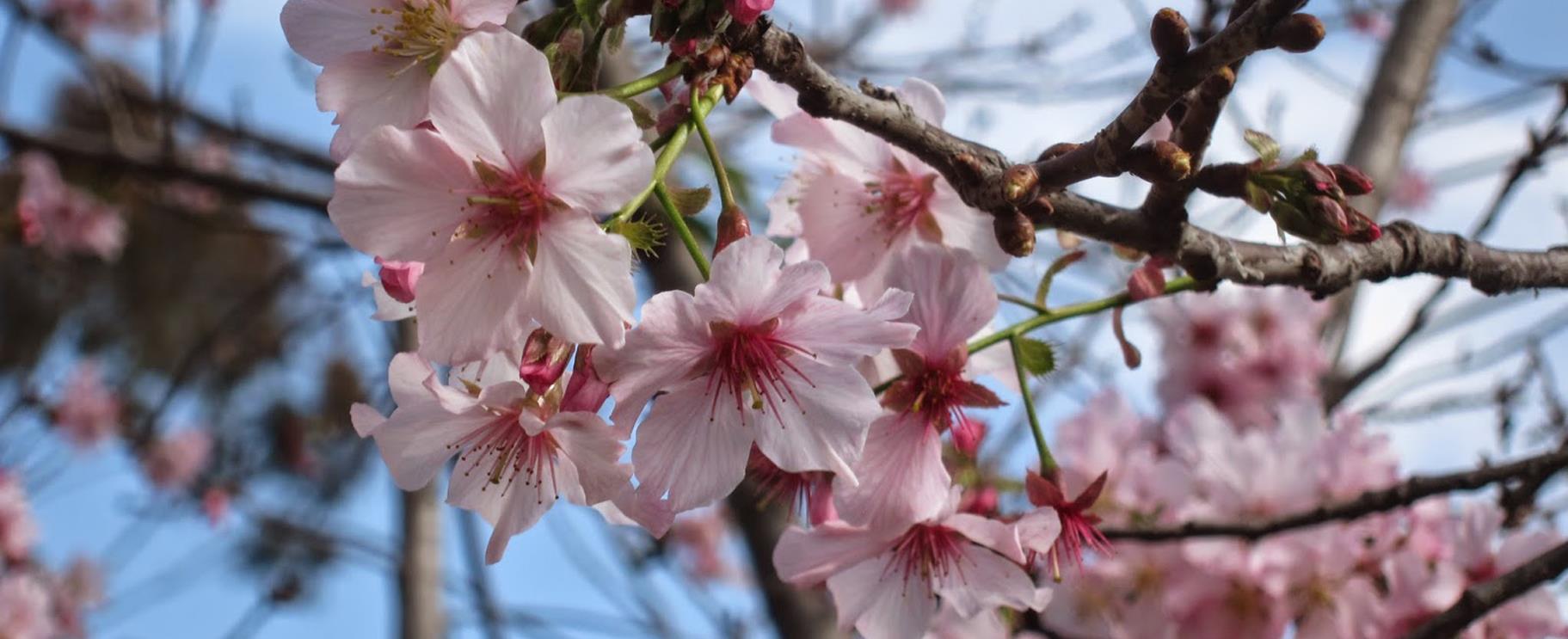 Cherry Blossom Festival - Sakura Matsuri