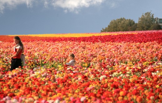 The Flower Fields of Carlsbad Ranch - San Diego Travel Blog