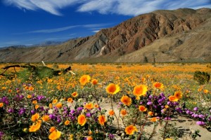 Anza-Boreggo Desert State Park Wildflowers