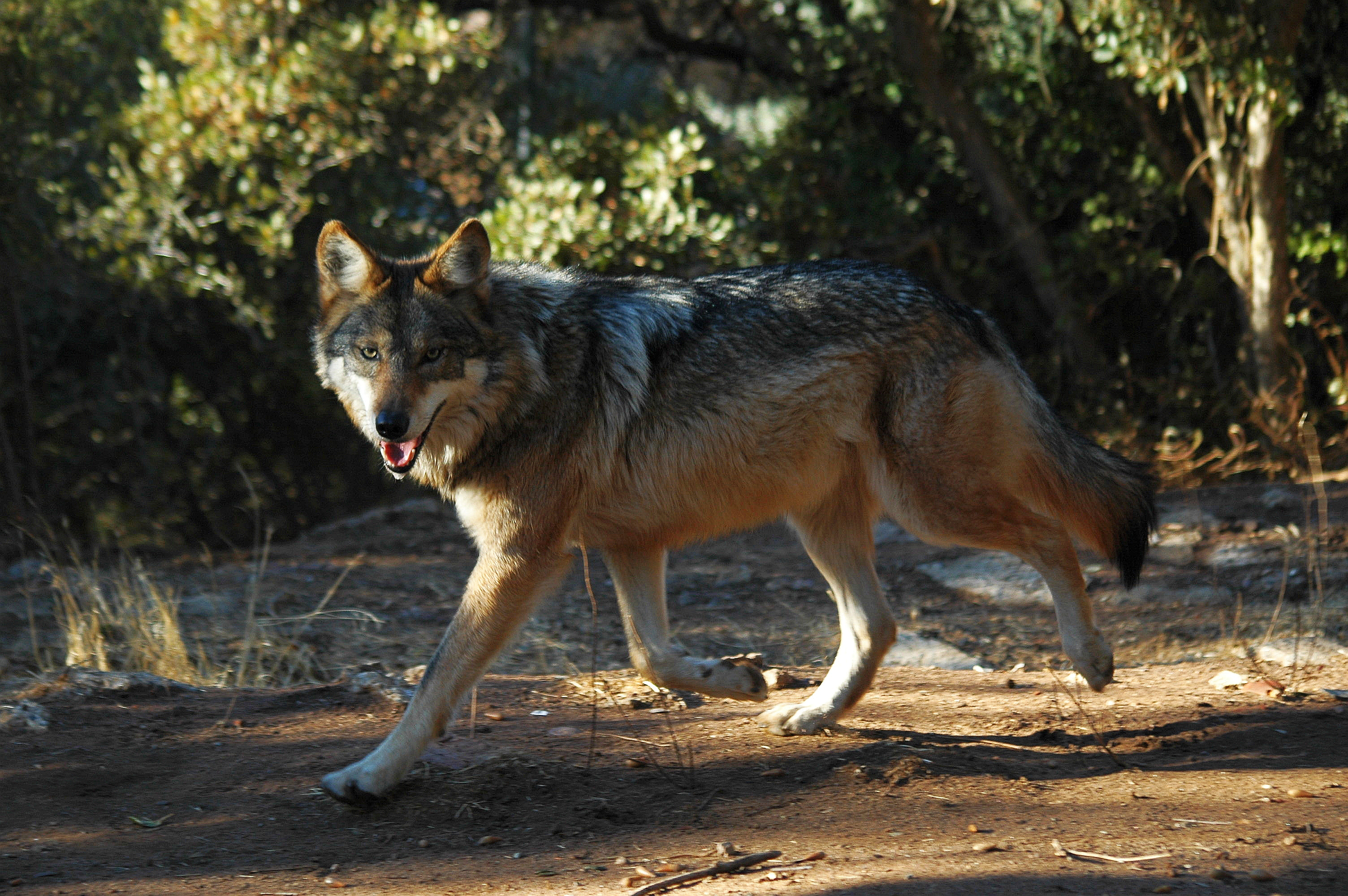 Волк евразии. Канис Люпус. Флоридский рыжий волк. Аравийский волк. Canis Lupus pallipes.