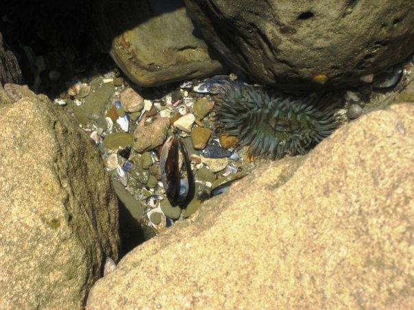 Creatures in a Tide Pool