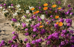 Borrego Springs Desert Wildflowers