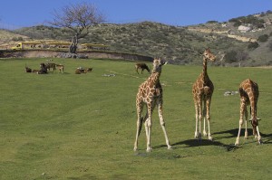 Giraffes along a Africa Tram Safari - San Diego Zoo Safari Park
