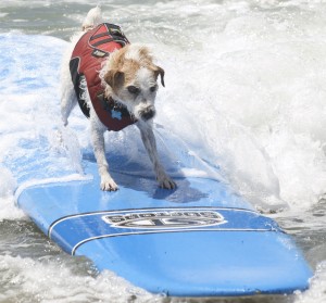 Loews Coronado Bay Resort Surf Dog Competition!