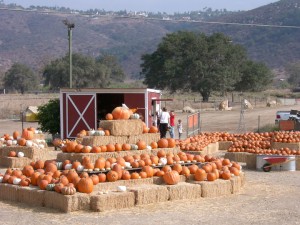 Tower of Hay and Pumpkins at Oma's Pumpkin Patch