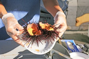 Uni served at Little Italy Farmers Market in San Diego
