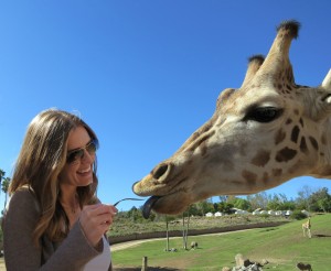 Feeding a Giraffe - Caravan Safari - San Diego Zoo Safari Park