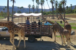 Giraffes - Caravan Safari - San Diego Zoo Safari Park