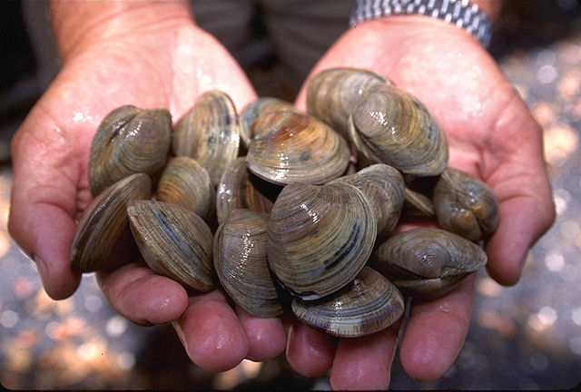 Happy as a Clam - Clam Digging in San Diego