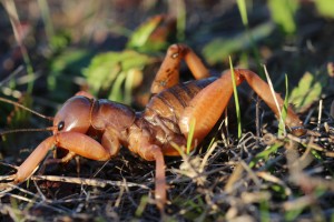 Jerusalem Cricket San Diego Natural History Museum San Diego Travel Blog