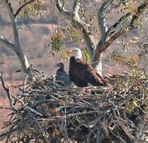 Bald Eagle and Chick - Wildlife Research Institute - East County