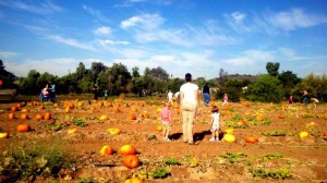 Farm Stand West's Pumpkin Patch