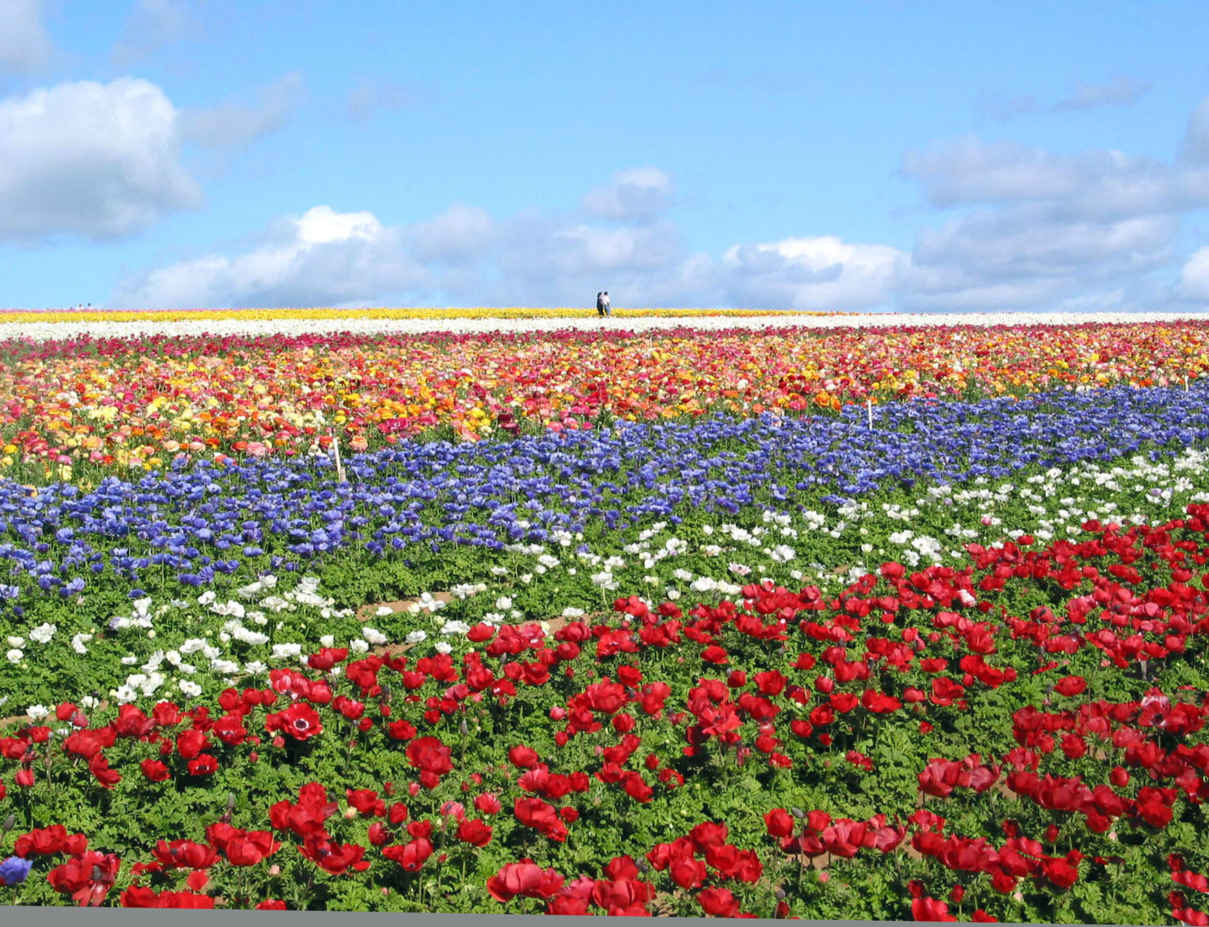 The Carlsbad Flower Fields