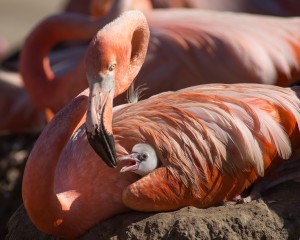 SeaWorld San Diego Caribbean flamingo chicks