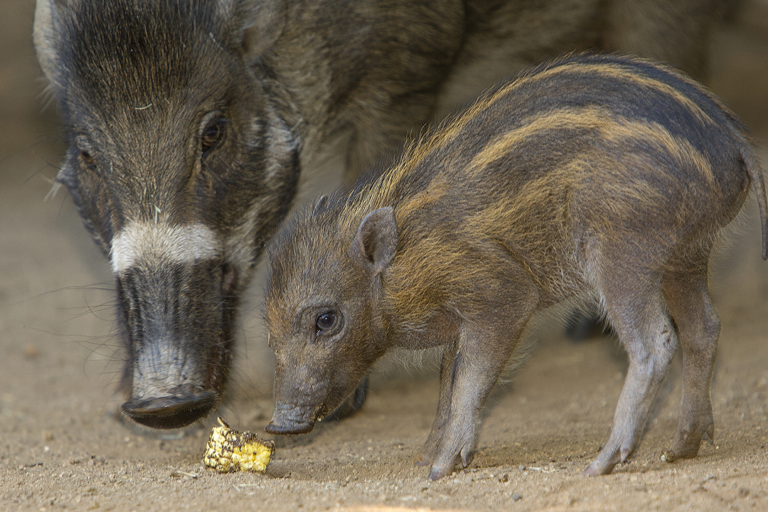 Rare Visayan Warty Pigs Bornat San Diego ZooA four-week-old Visayan warty  pig appears to pose for the camera under the watchful eye of its mother at  the San Diego Zoo. The piglet,