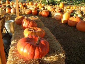 Lavender Hill Pumpkin Patch