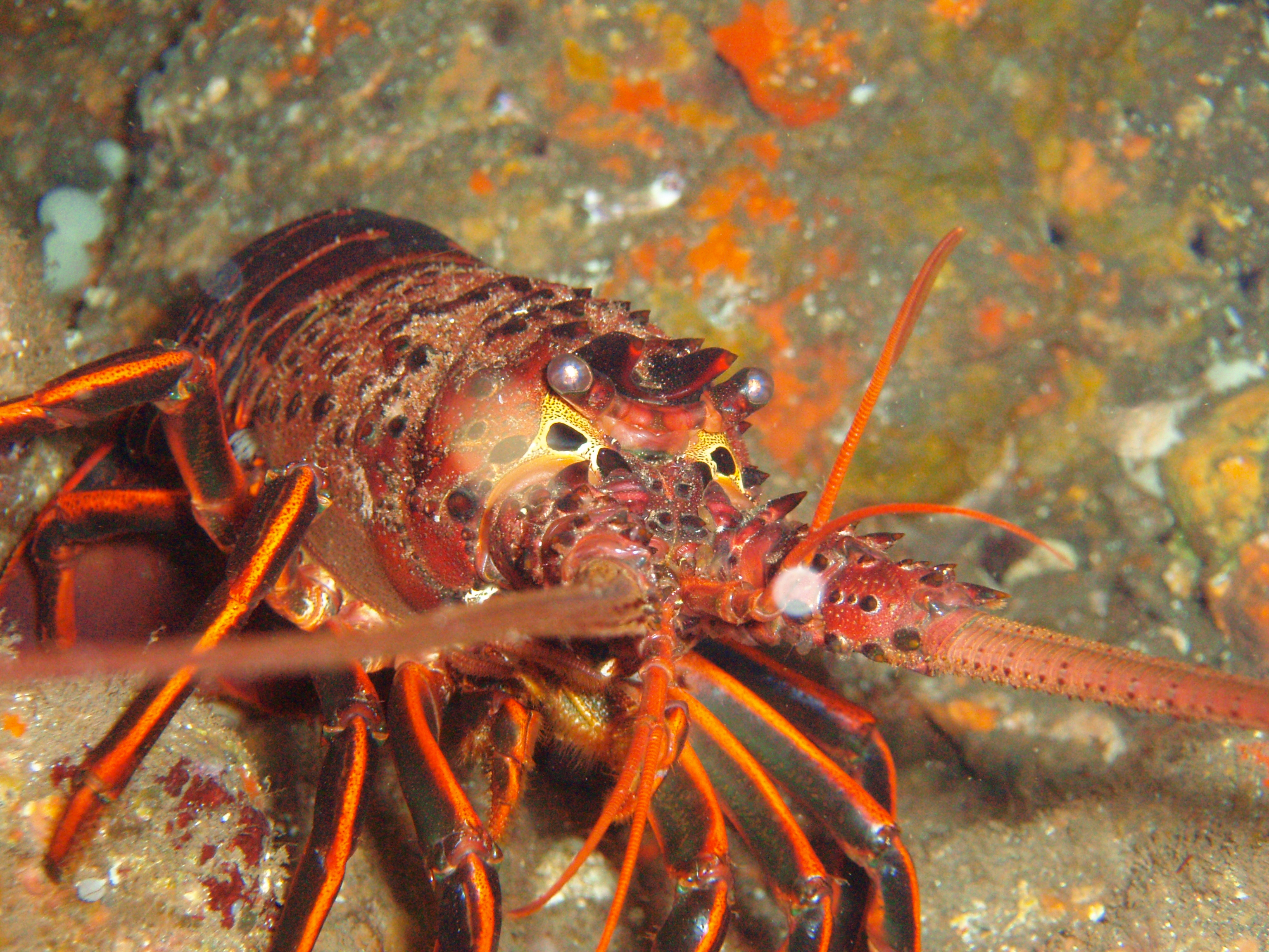 California Spiny Lobster during Lobster Season