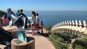 Whale Overlook - Cabrillo National Monument