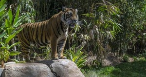 Tiger Trail at the San Diego Zoo Safari Park