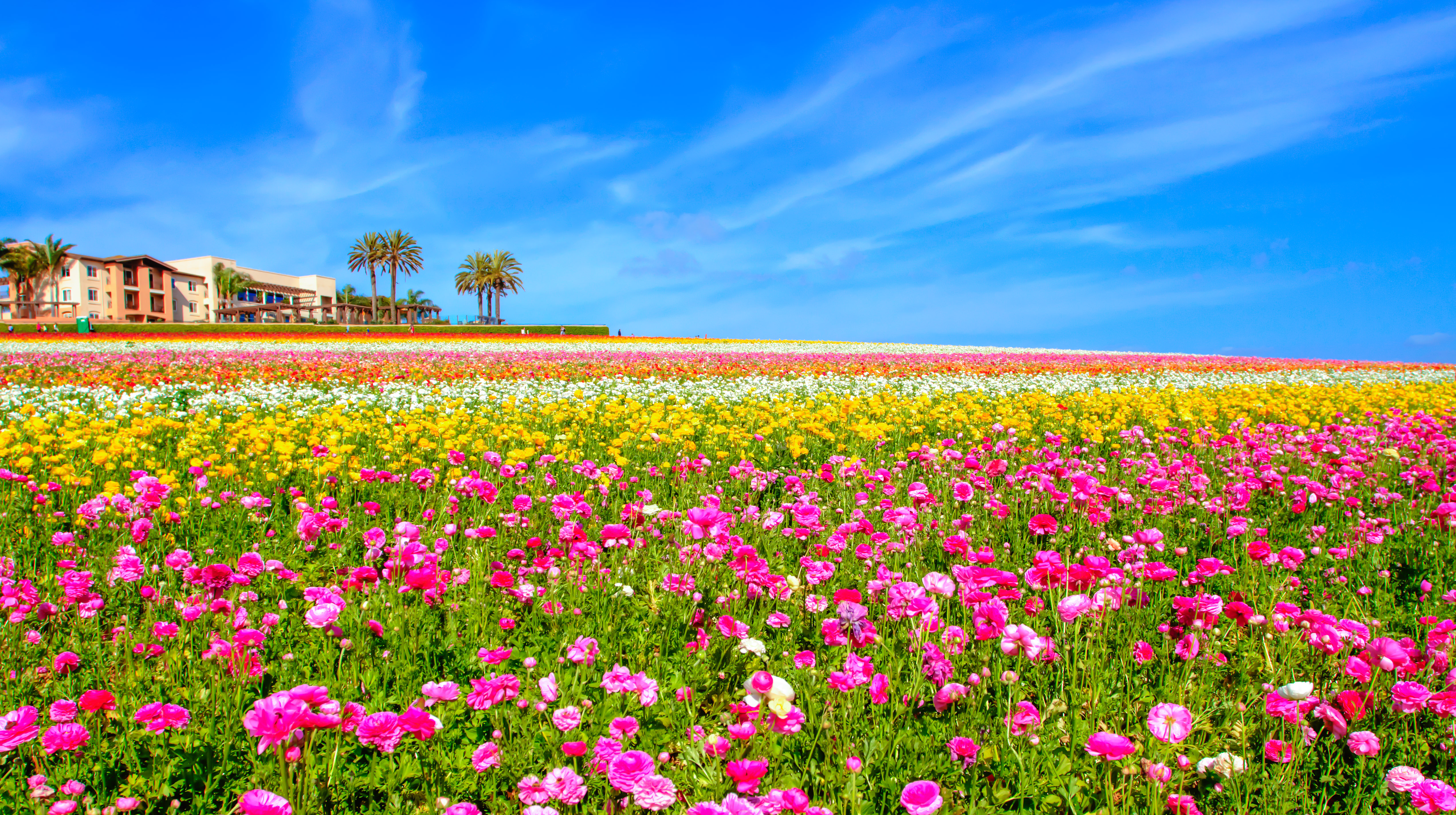 The Flower Fields at Carlsbad Ranch - San Diego Travel Blog