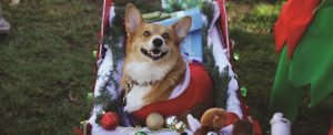 The SD Union-Tribune Gaslamp Holiday Pet Parade