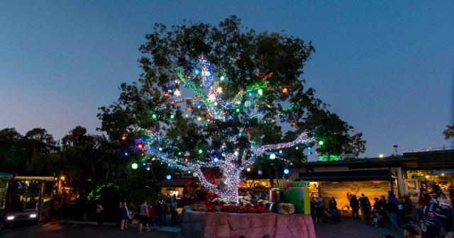 Jungles Bells at the San Diego Zoo - Top Things to Do