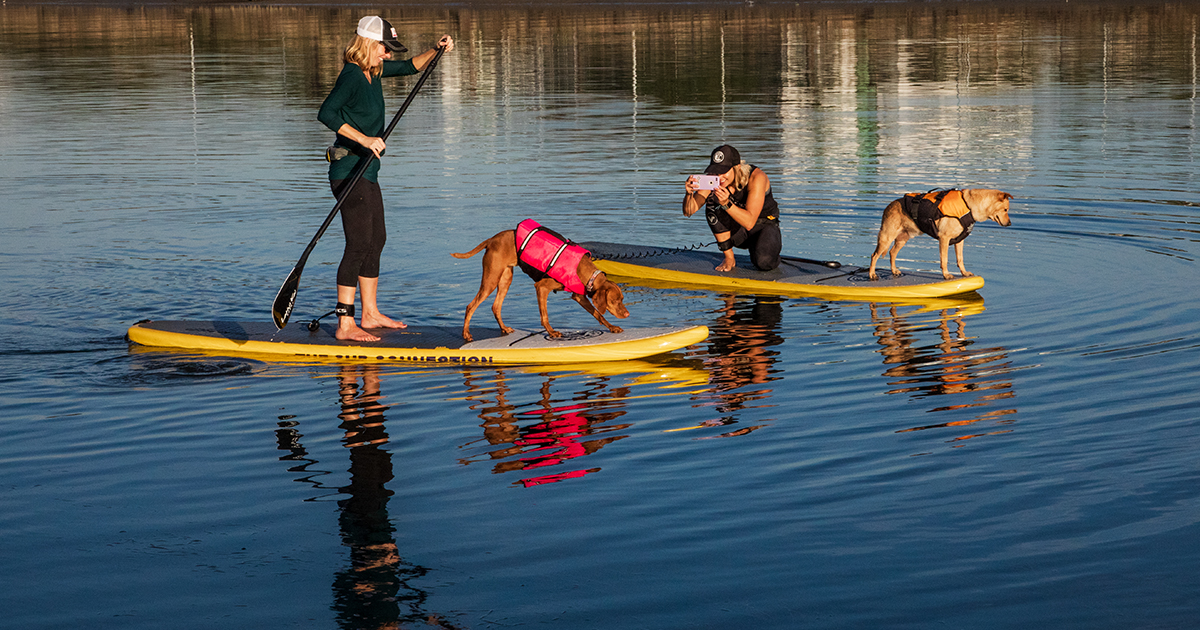 Standup Paddleboarders with their Dogs - San Diego is for Dog Lovers