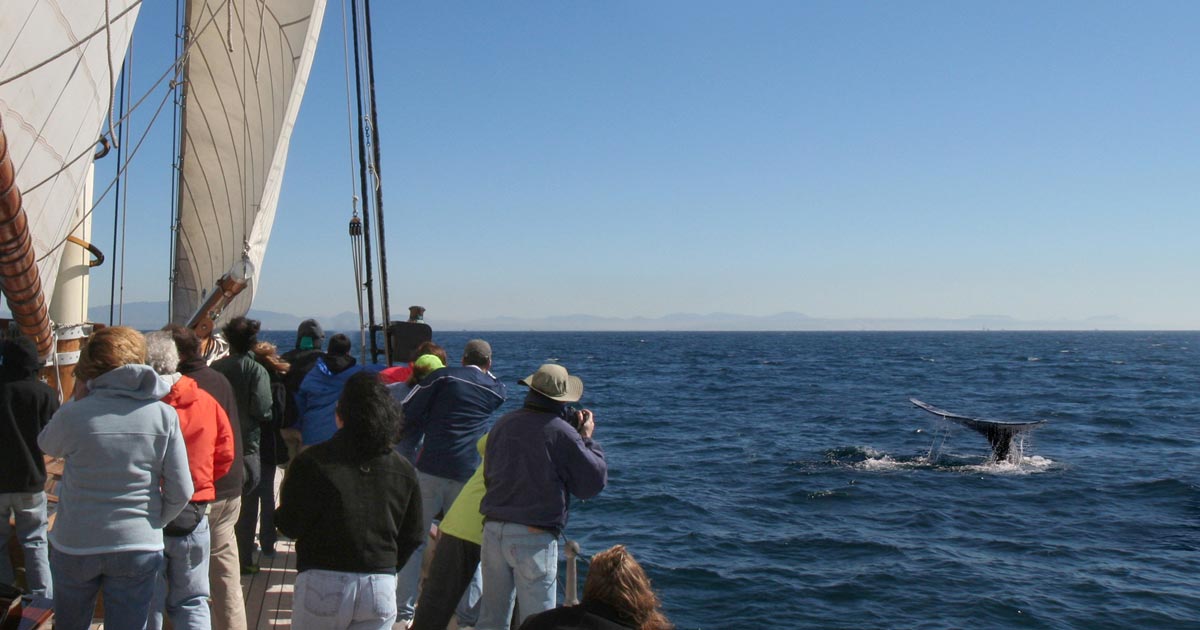 Whale Whatching - Top Things to Do in San Diego