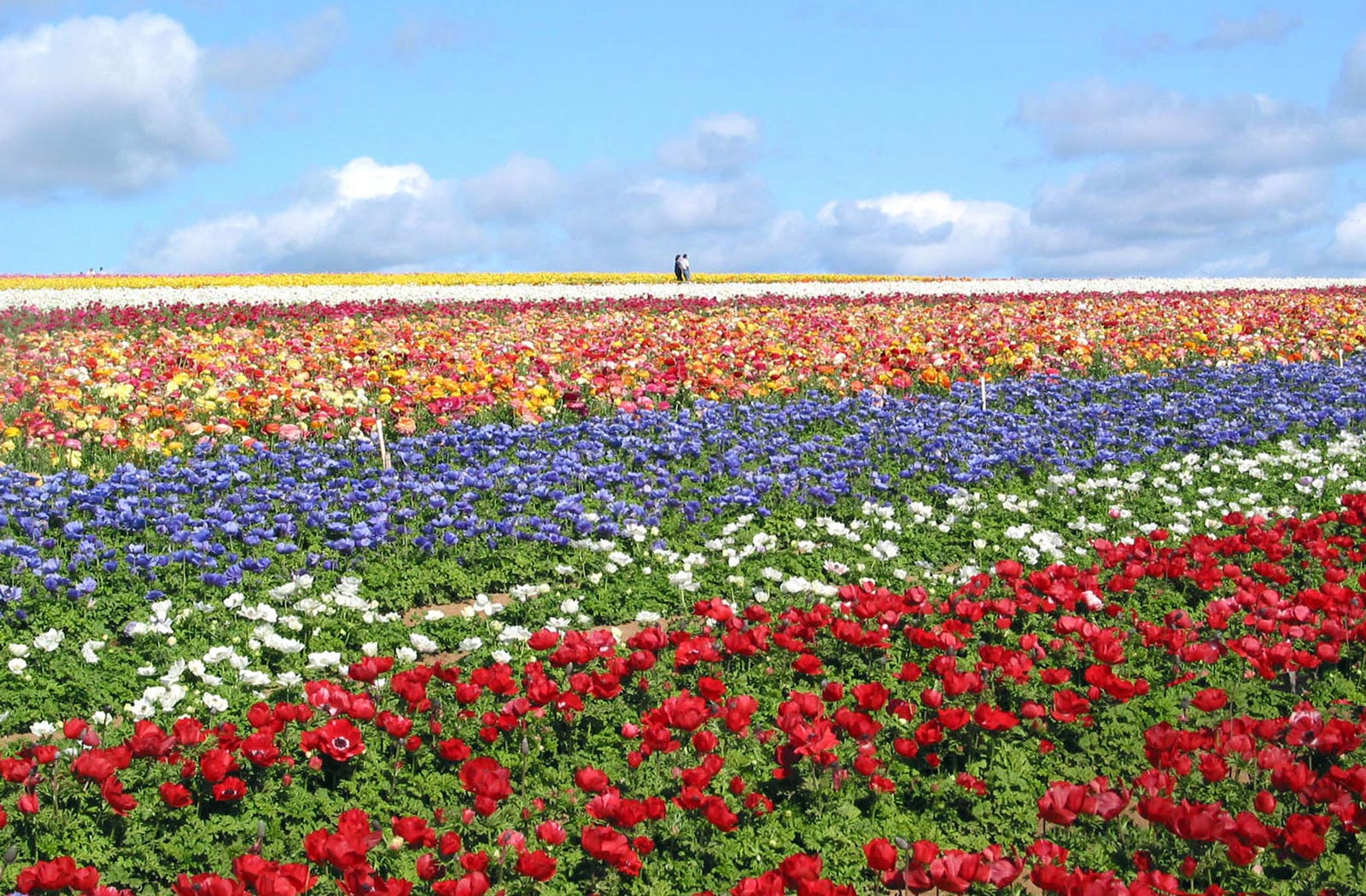 The Flower Fields - Top Things to Do in San Diego