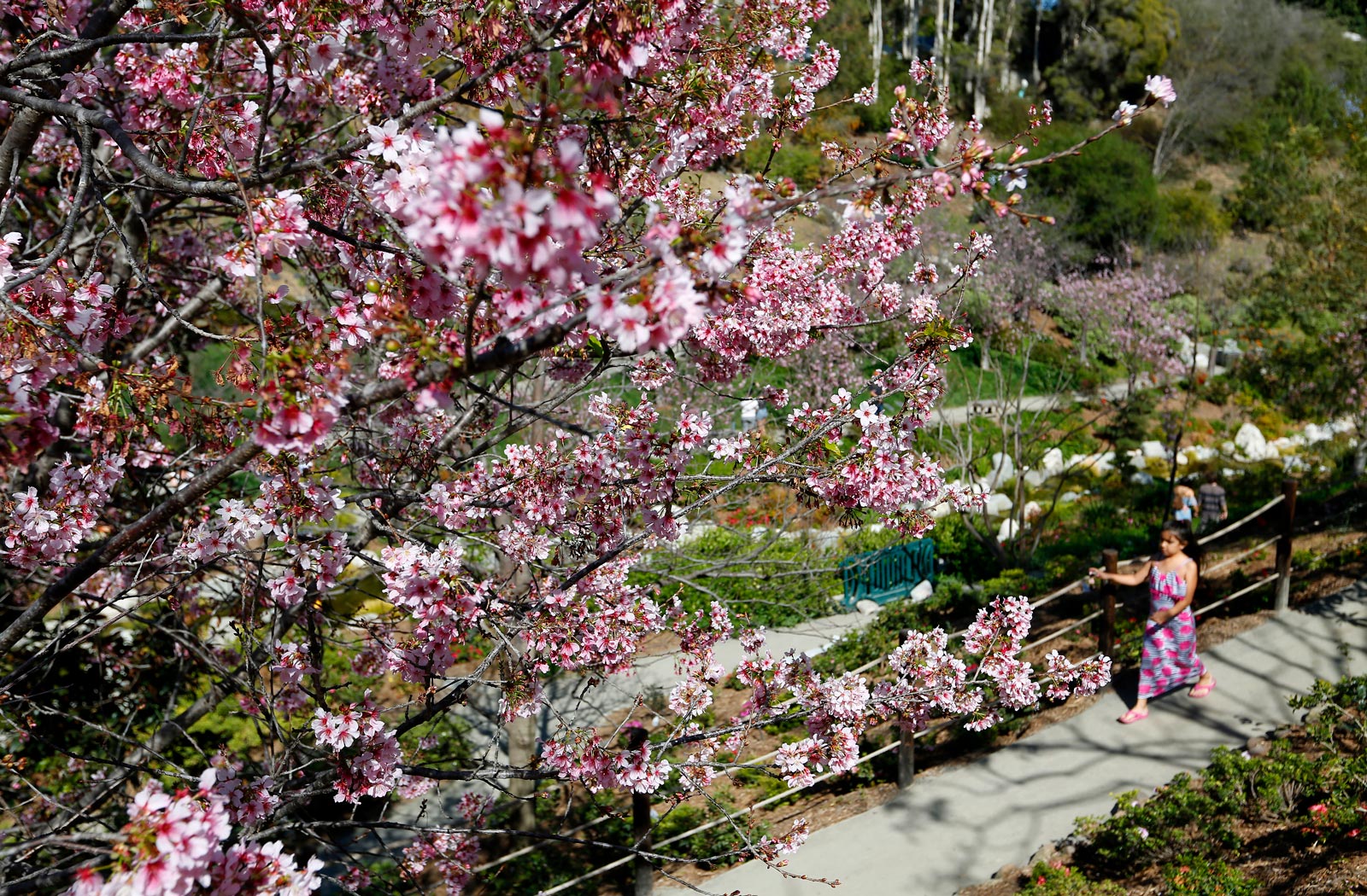 Japanese Friendship Garden - Top Things to Do in San Diego