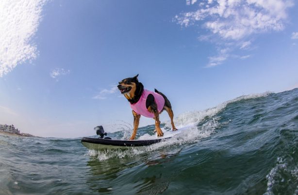 Dog on a Surfboard - Top Things to Do in San Diego