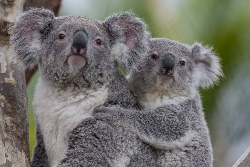 Koalas | Australian Outback at the San Diego Zoo