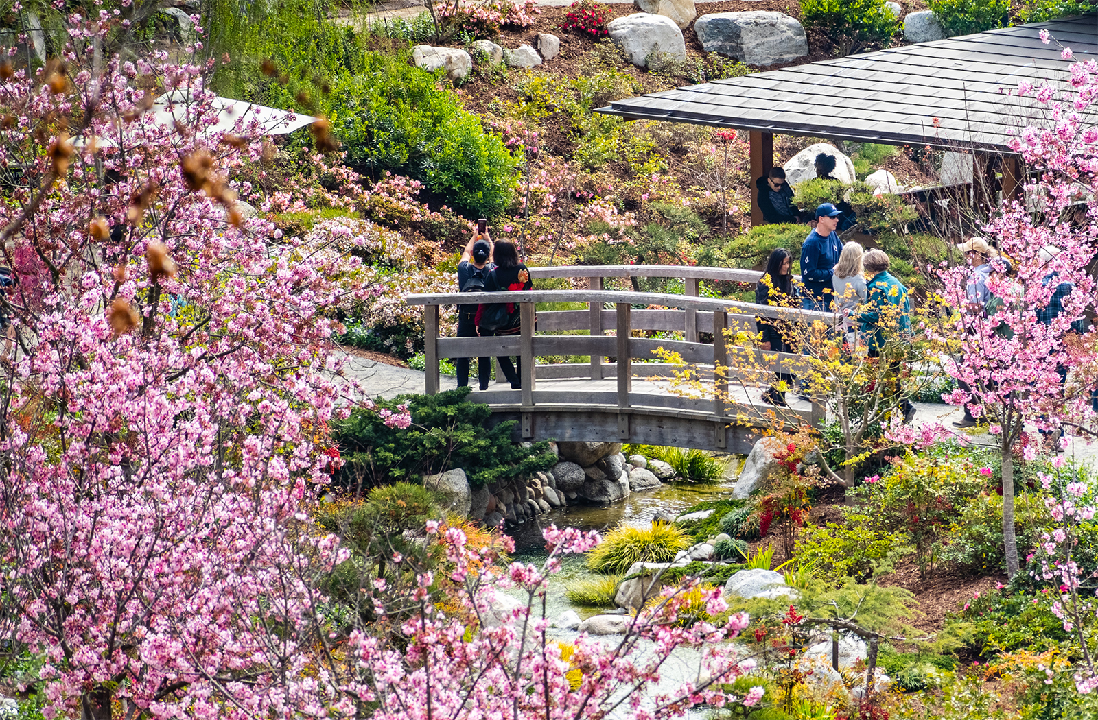 Japanese Friendship Garden | Top Things to Do in San Diego