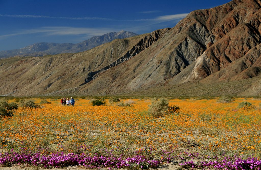 Did you know - Anza-Borrego Desert State Park in San Diego's East County is the largest state park in the continental United States.