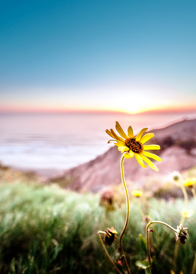 Yellow flower at the Torrey Pines Natural Preserve