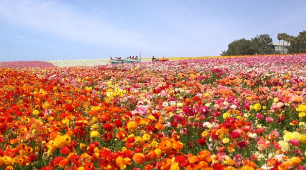The Flower Fields and more top things to do in San Diego