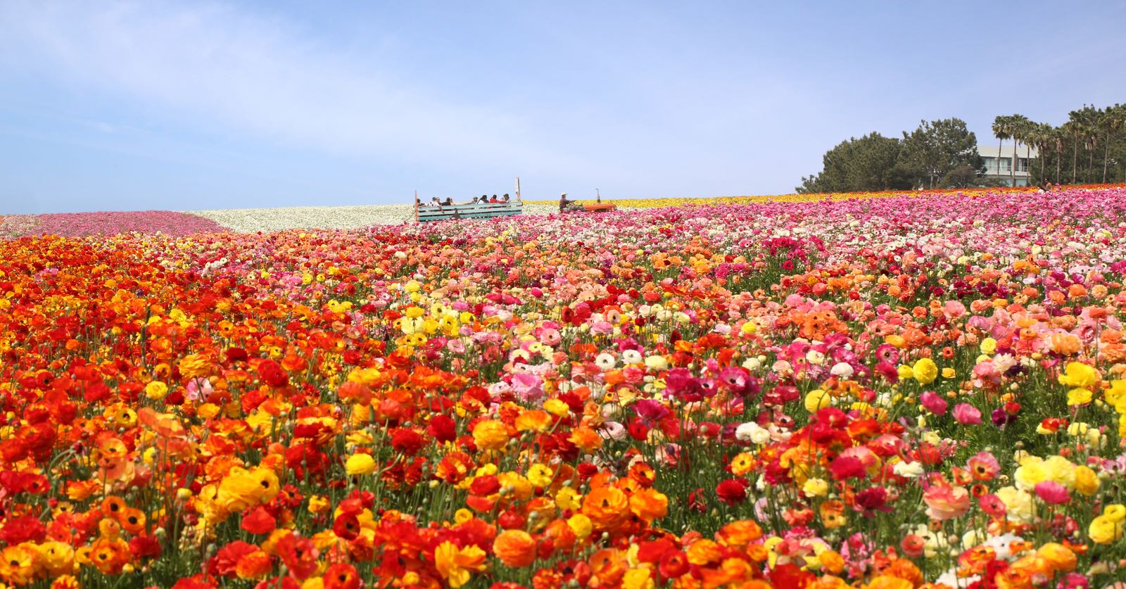 The Flower Fields and more top things to do in San Diego