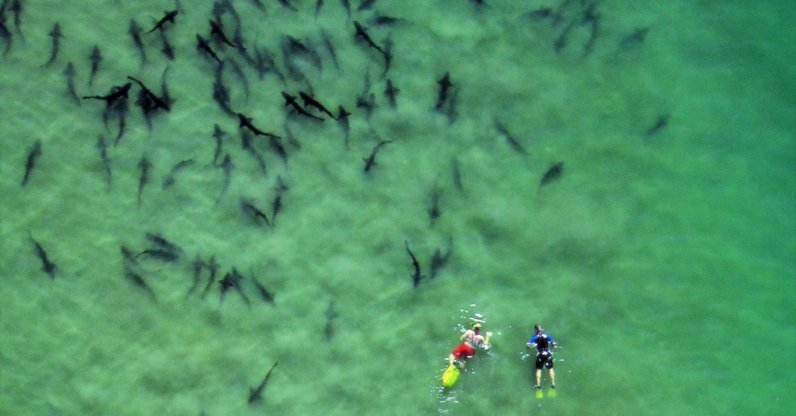 aerial shot of the leopard sharks in La Jolla Cove