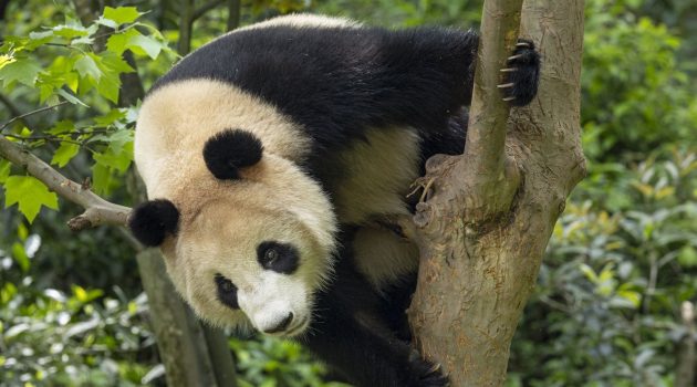 A panda named Xin Bao is perched in a tree.