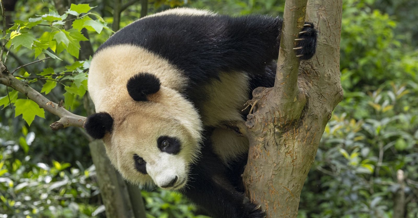 A panda named Xin Bao is perched in a tree.